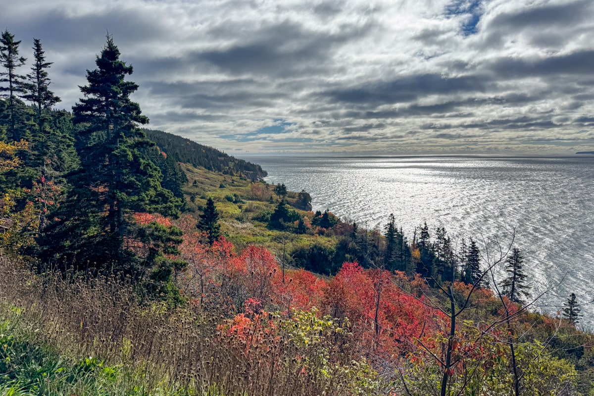 Vue sur la forêt dans le parc Forillon