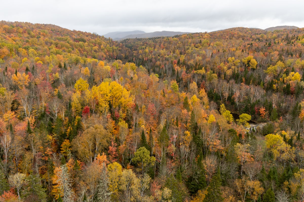 Survol en hélicoptère des forêts Laurentides