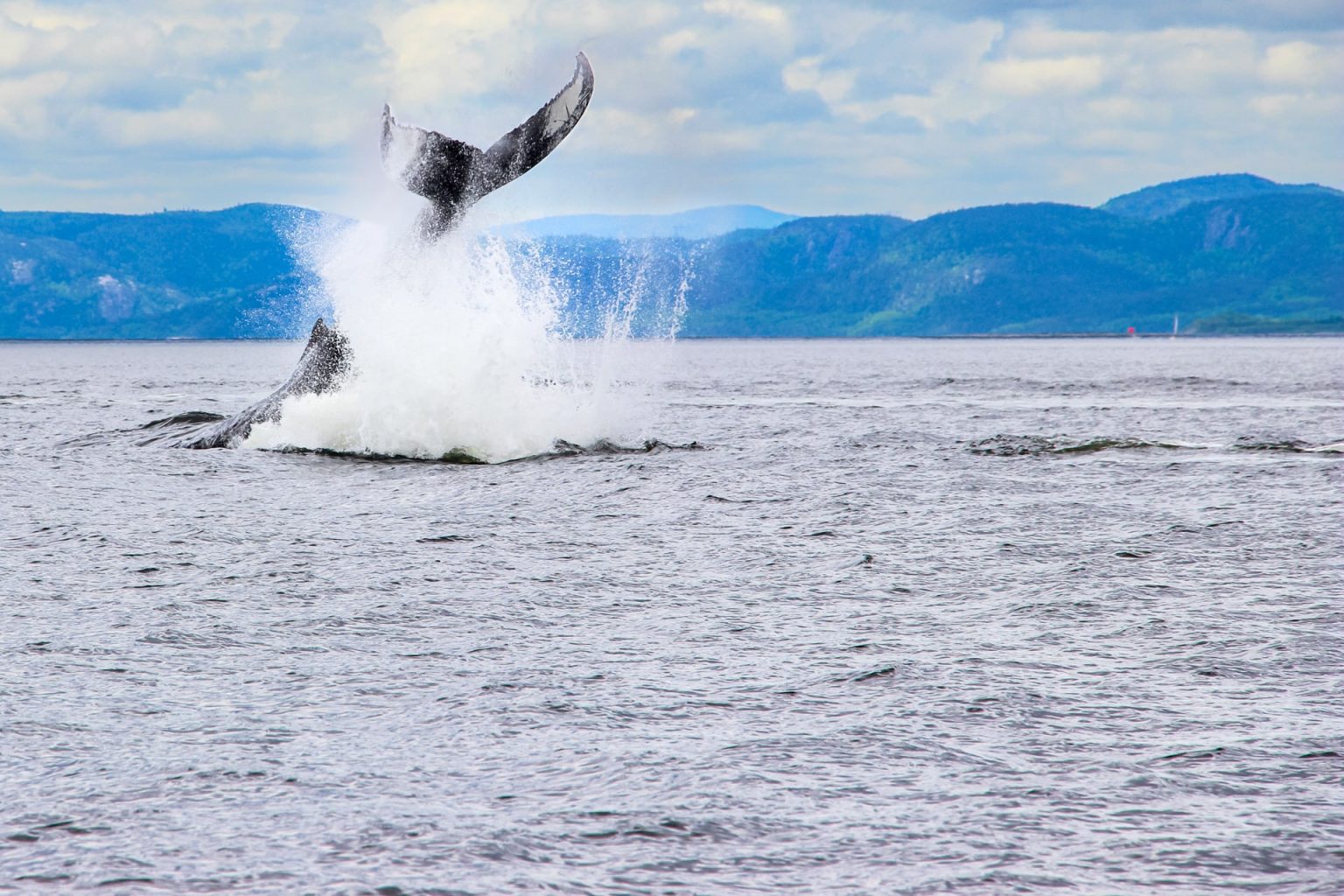 Où voir des baleines au Québec ? Les meilleurs endroits — free download
