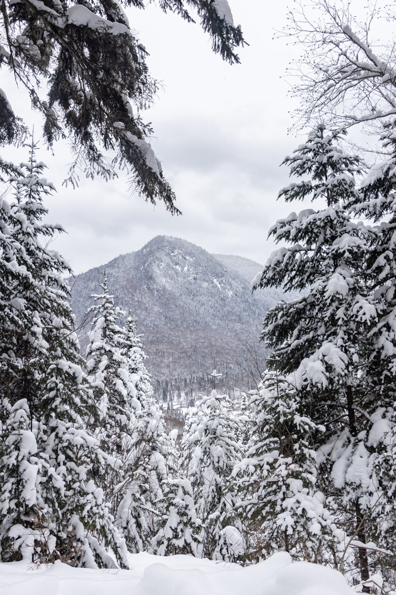 Point de vue de la forêt en hiver