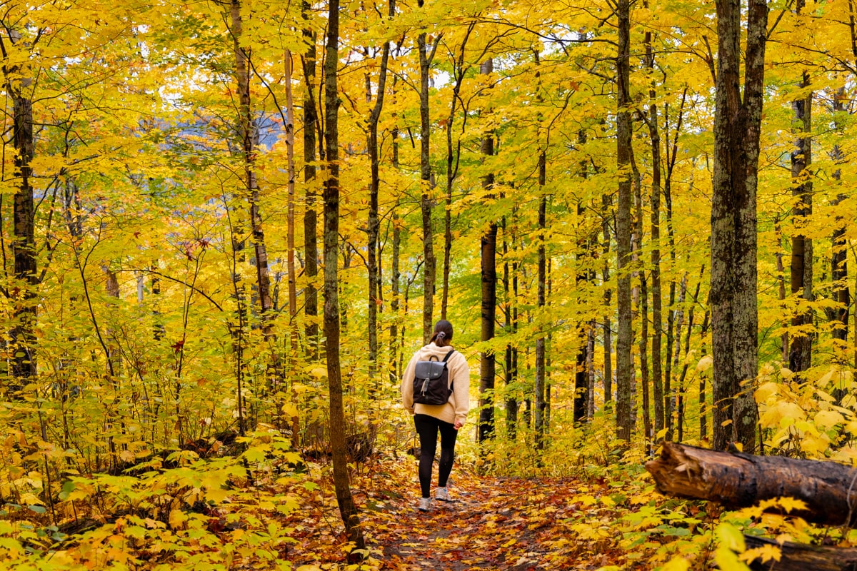 Sentier de randonnée dans une forêt québécoise